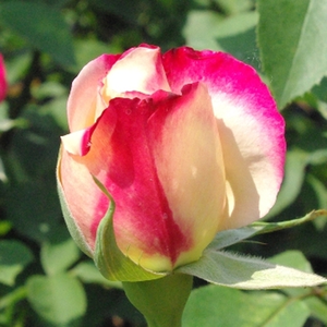 Pоза Двойна наслада - червено - бял - Чайно хибридни рози 